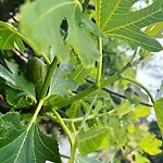 빌라 Merma